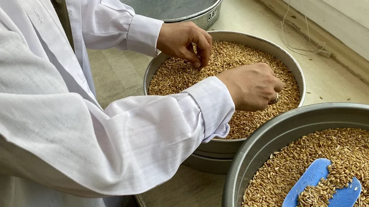 TMO Arpa ve buğday alım fiyatı ne zaman açıklanacak? Ekmeklik makarnalık buğday ve arpa fiyatı belli oldu mu?