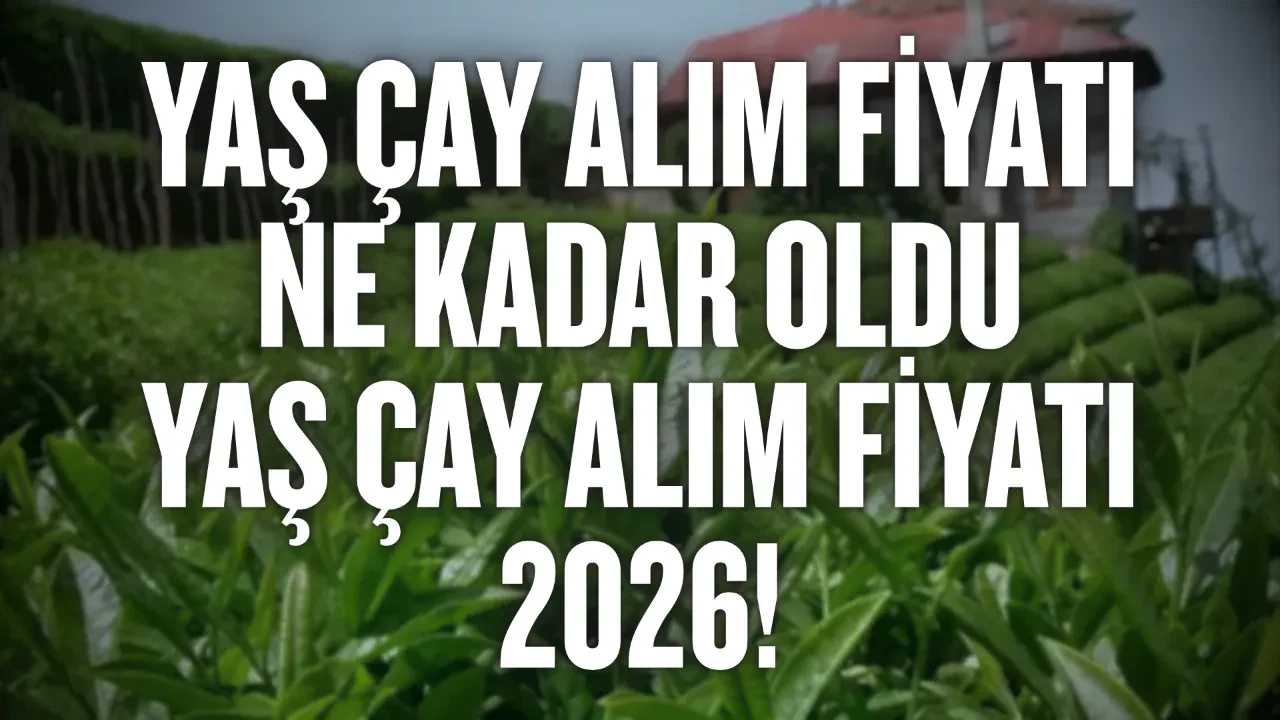 Yaş çay alım fiyatı açıklandı mı? Yaş çay alım fiyatı ne kadar oldu: Yaş çay alım fiyatı 2026!
