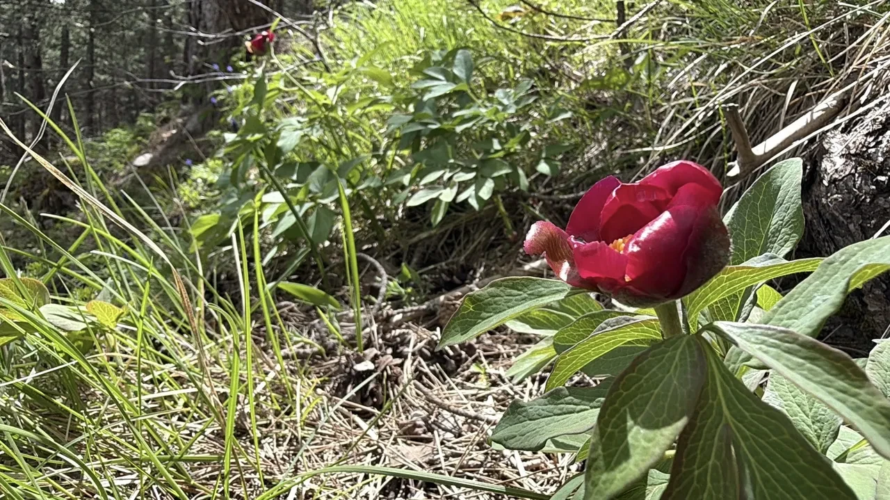 Herkes ters laleyi konuşuyor ama asıl bu çiçeğe zarar veren yandı! Yılda 20 gün açık kalıyor, insanlar görmek için dağa tırmanıyor
