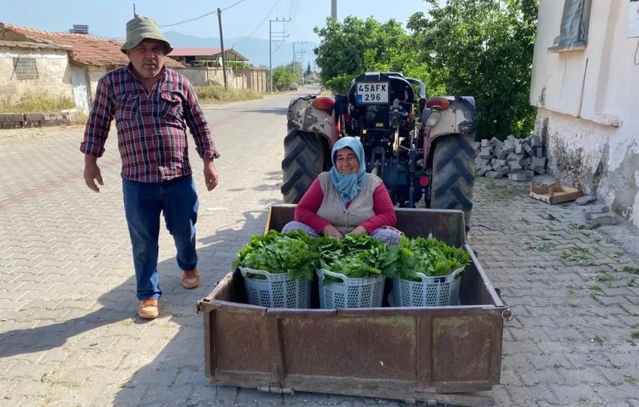 Meyvesinden önce yaprağı kazandırdı! Kilosu 80 liradan kapış kapış gidiyor