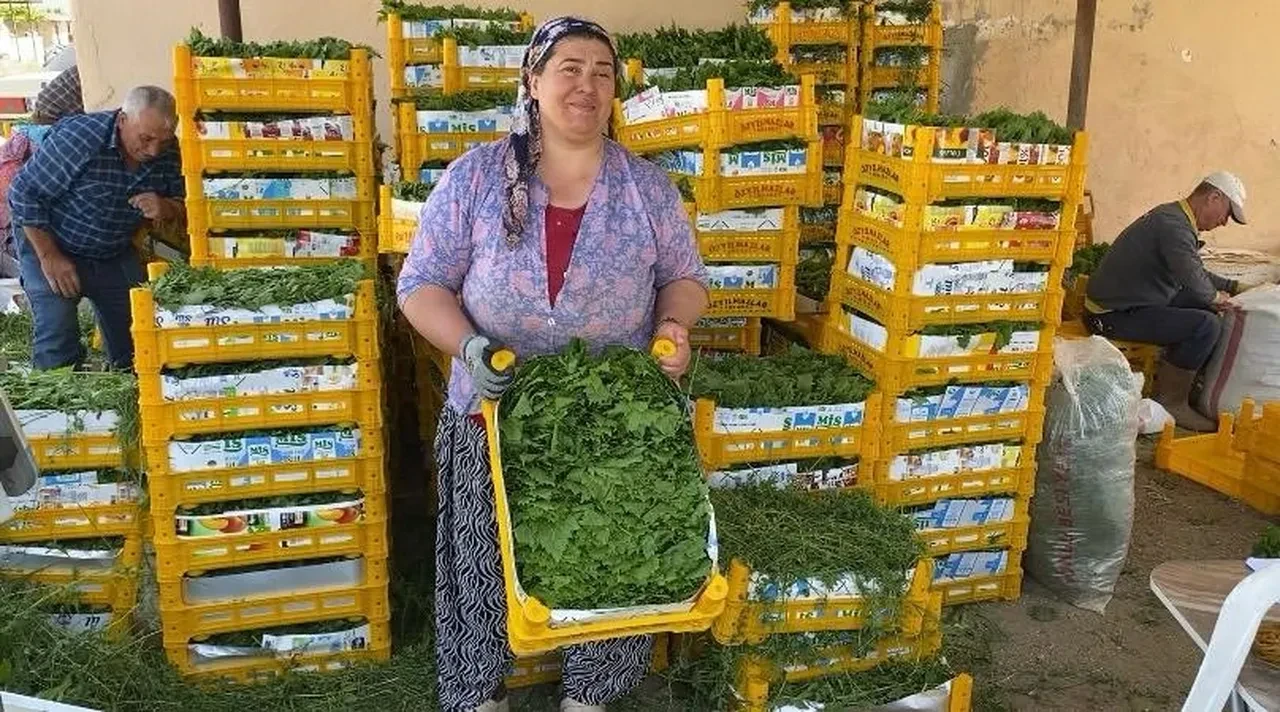 Meyvesinden önce yaprağı kazandırdı! Kilosu 80 liradan kapış kapış gidiyor