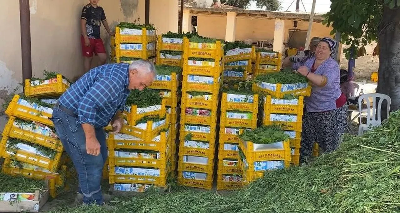 Meyvesinden önce yaprağı kazandırdı! Kilosu 80 liradan kapış kapış gidiyor