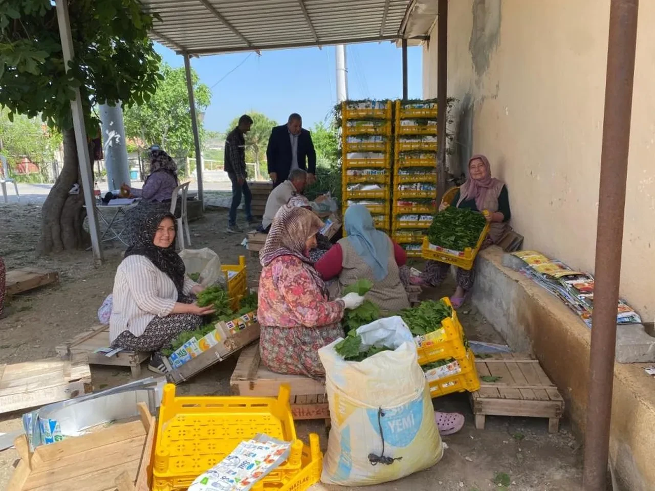 Meyvesinden önce yaprağı kazandırdı! Kilosu 80 liradan kapış kapış gidiyor