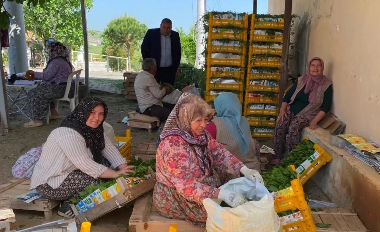 Meyvesinden önce yaprağı kazandırdı! Kilosu 80 liradan kapış kapış gidiyor
