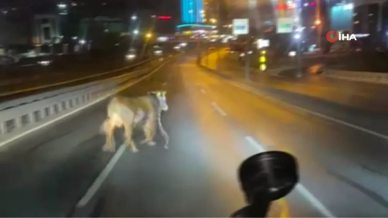Sahibinden kaçan dana trafiği birbirine kattı:  E-5 karayolunda araçlar bu sefer kurbanlığa yol verdi