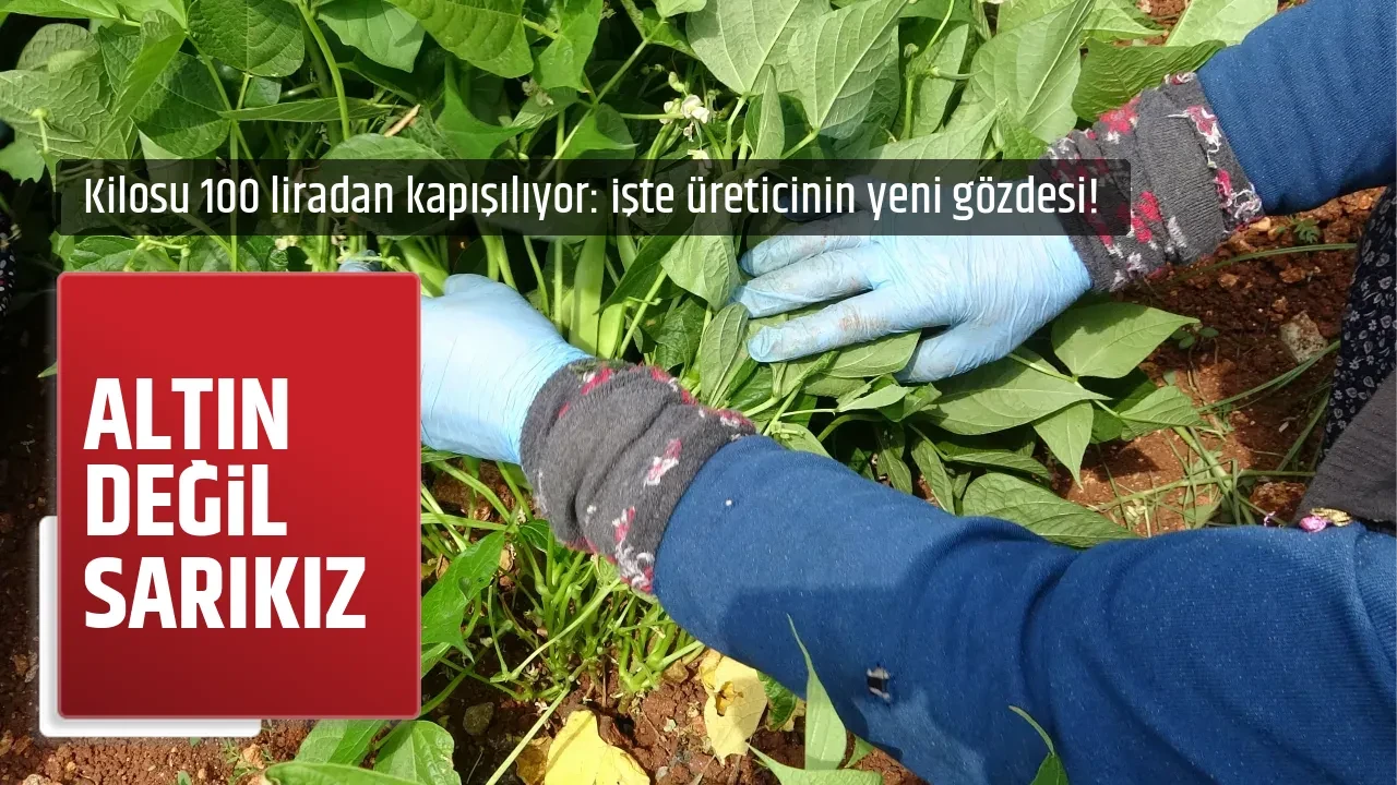 ALTIN DEĞİL SARIKIZ