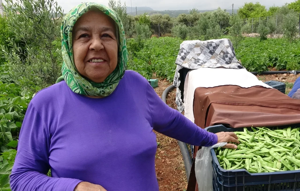 'sarıkız' cinsi fasulye
