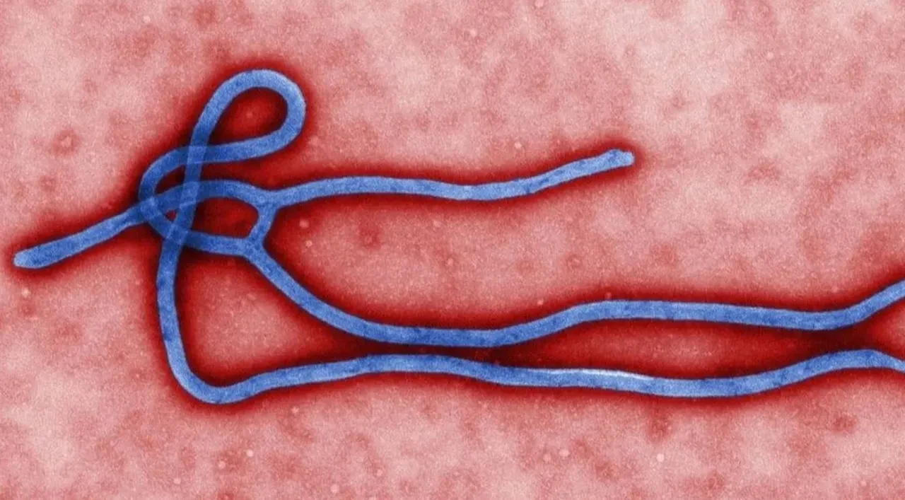 Kongo Demokratik Cumhuriyeti'nde 17'inci kez Ebola alarmı verildi! 65 kişi hayatını kaybetti