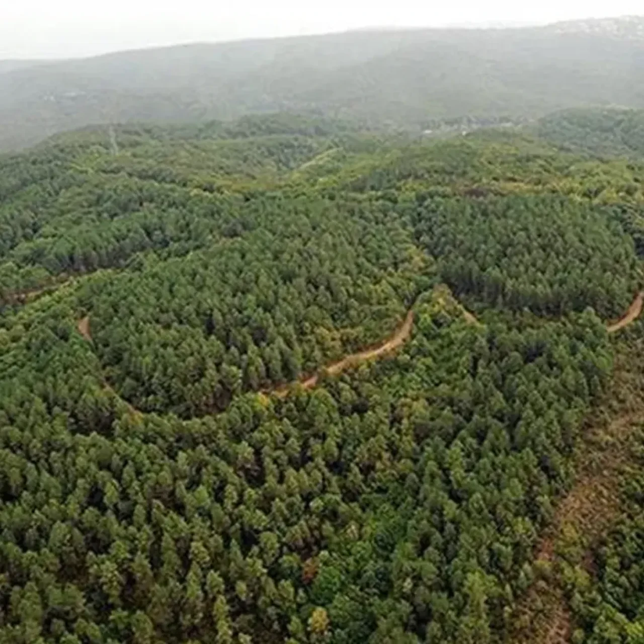 Mersin'de ormanlık alanlara giriş yasağı