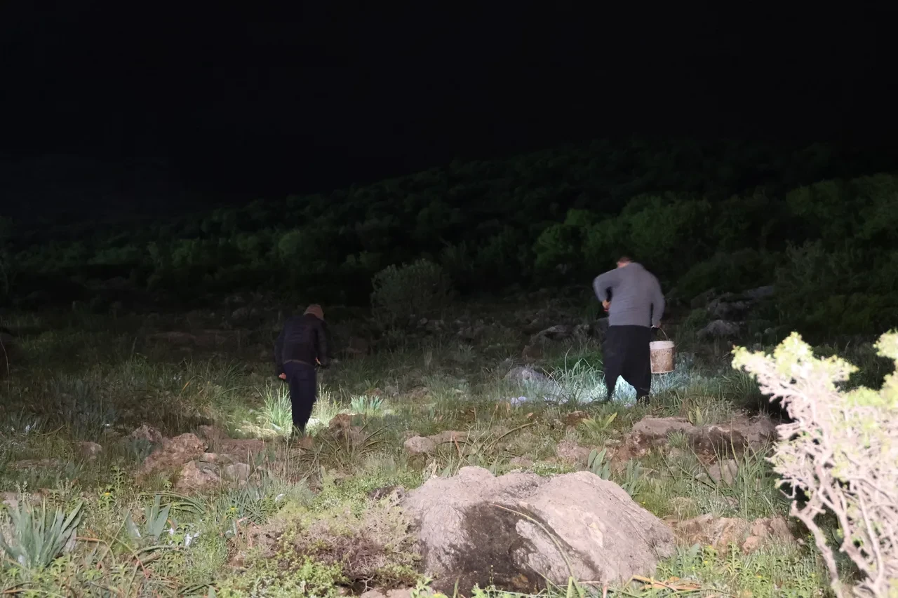 Vatandaşa ek gelir oldu! Ellerinde fenerlerle dağ taş demeden arıyorlar: Kilosu 35 TL