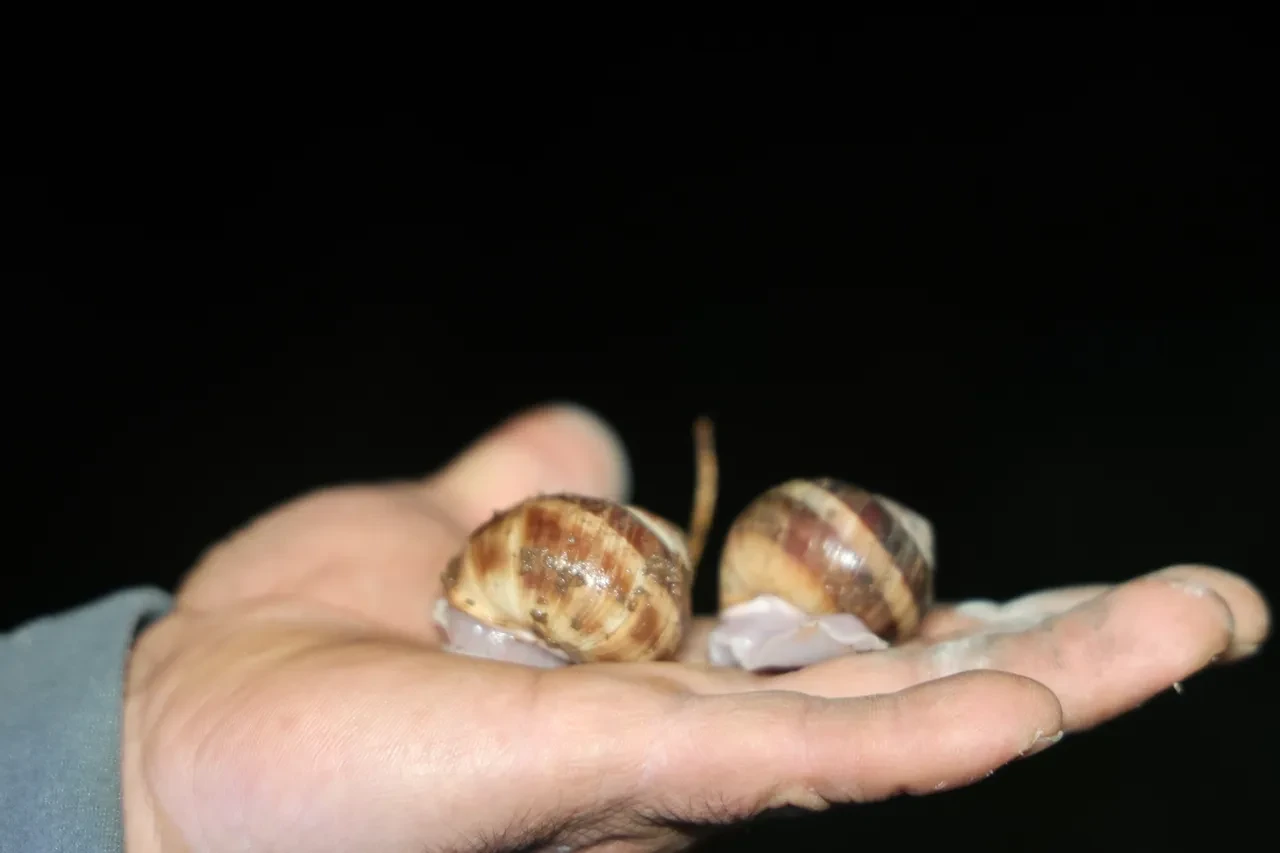 Vatandaşa ek gelir oldu! Ellerinde fenerlerle dağ taş demeden arıyorlar: Kilosu 35 TL