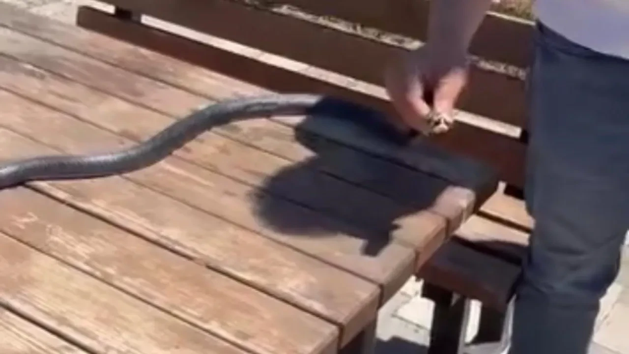 Bir buçuk metrelik yılanı çıplak elle yakaladı! Diyarbakır’da tüyler ürperten anlar