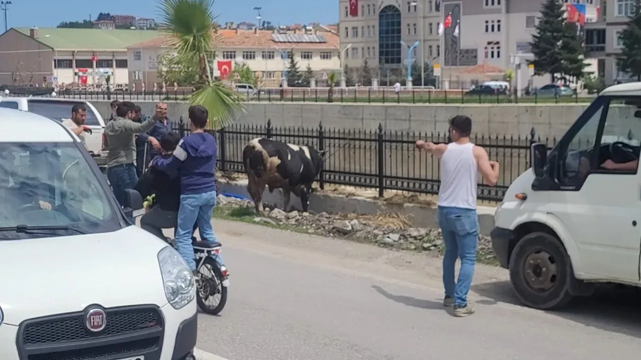 Vatandaşların yürekleri ağızlara geldi: İlçeyi birbirine katan hayvan zor zapt edildi