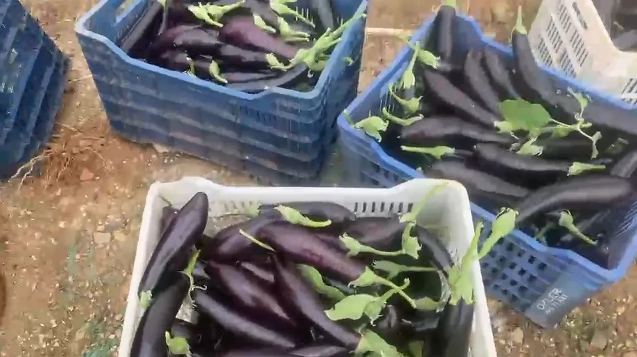 Bedava patlıcan kuyruğu! İsraf olmasın diye serasını vatandaşa açtı