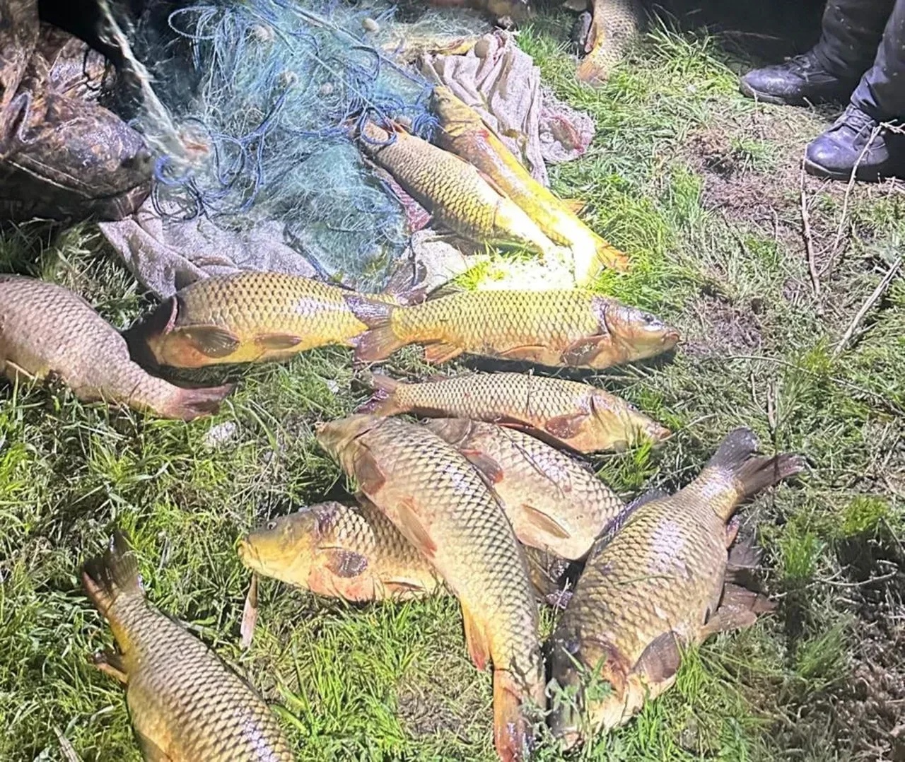 Eğirdir Gölü’nde kaçak avcılara suçüstü: 100 kilo sazan yeniden göle bırakıldı