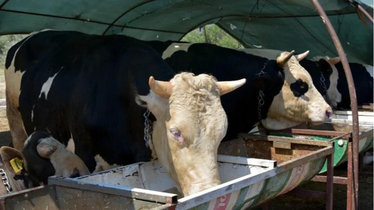 İzmir'de kurbanlık hayvan kesim fiyatları belli oldu 