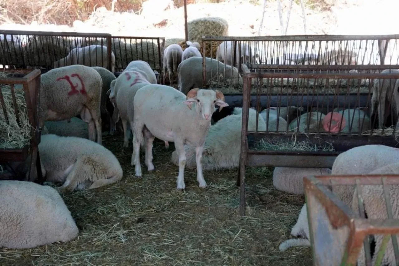 İzmir'de kurbanlık hayvan kesim fiyatları belli oldu