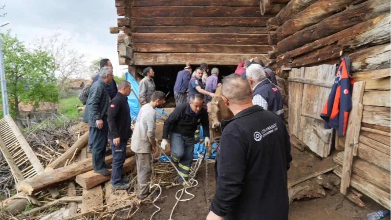 Kastamonu'da ahır göçtü! 1 kadın hayatını kaybetti, 94 hayvan telef oldu
