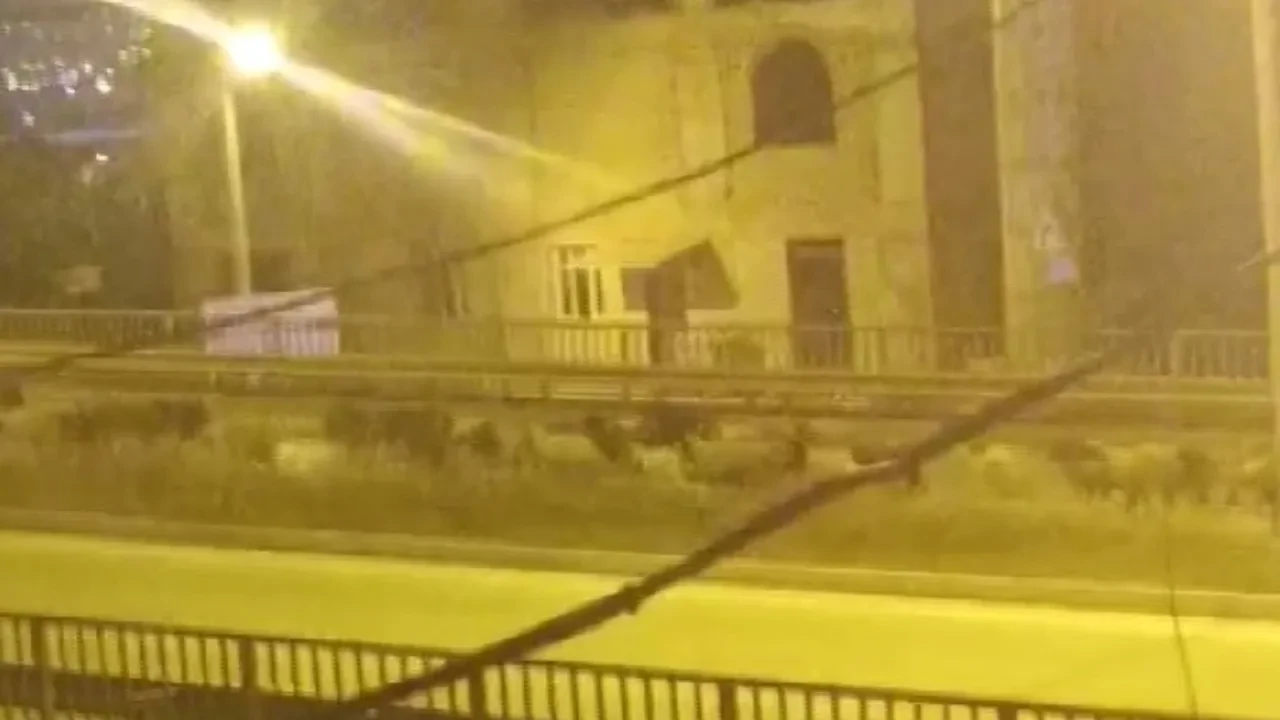 Koyunlar firarda! Karayolu bırakıp, üst geçitten kaçtılar