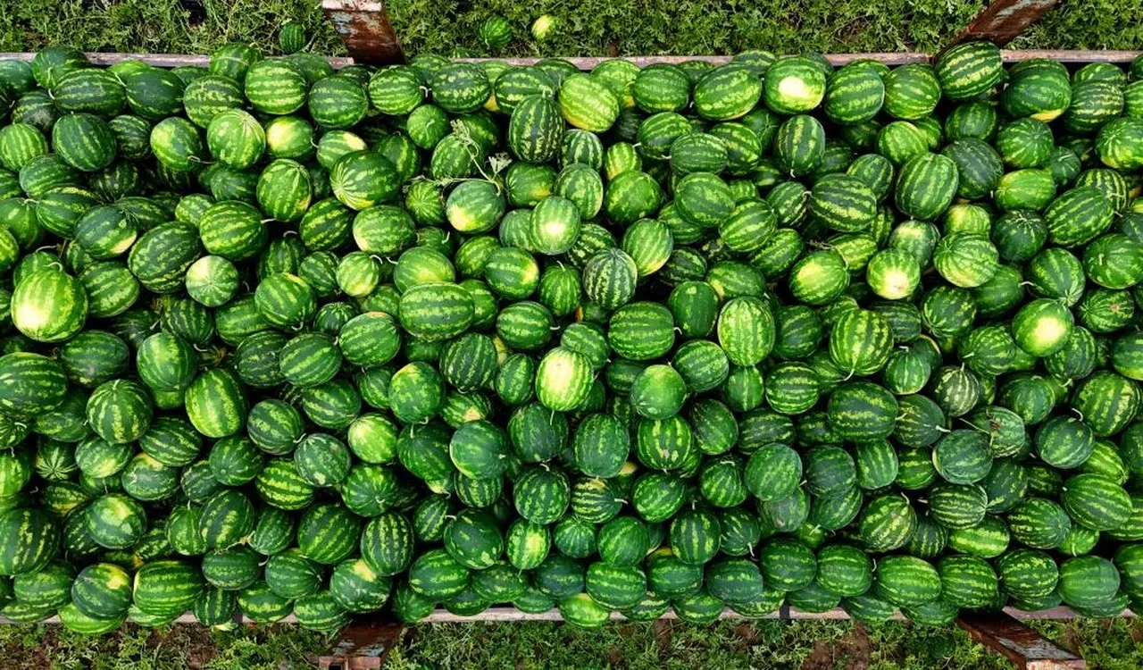 Adana'da kırmızı hasat başladı... Fiyatlar belli oldu! Eken zengin olacak