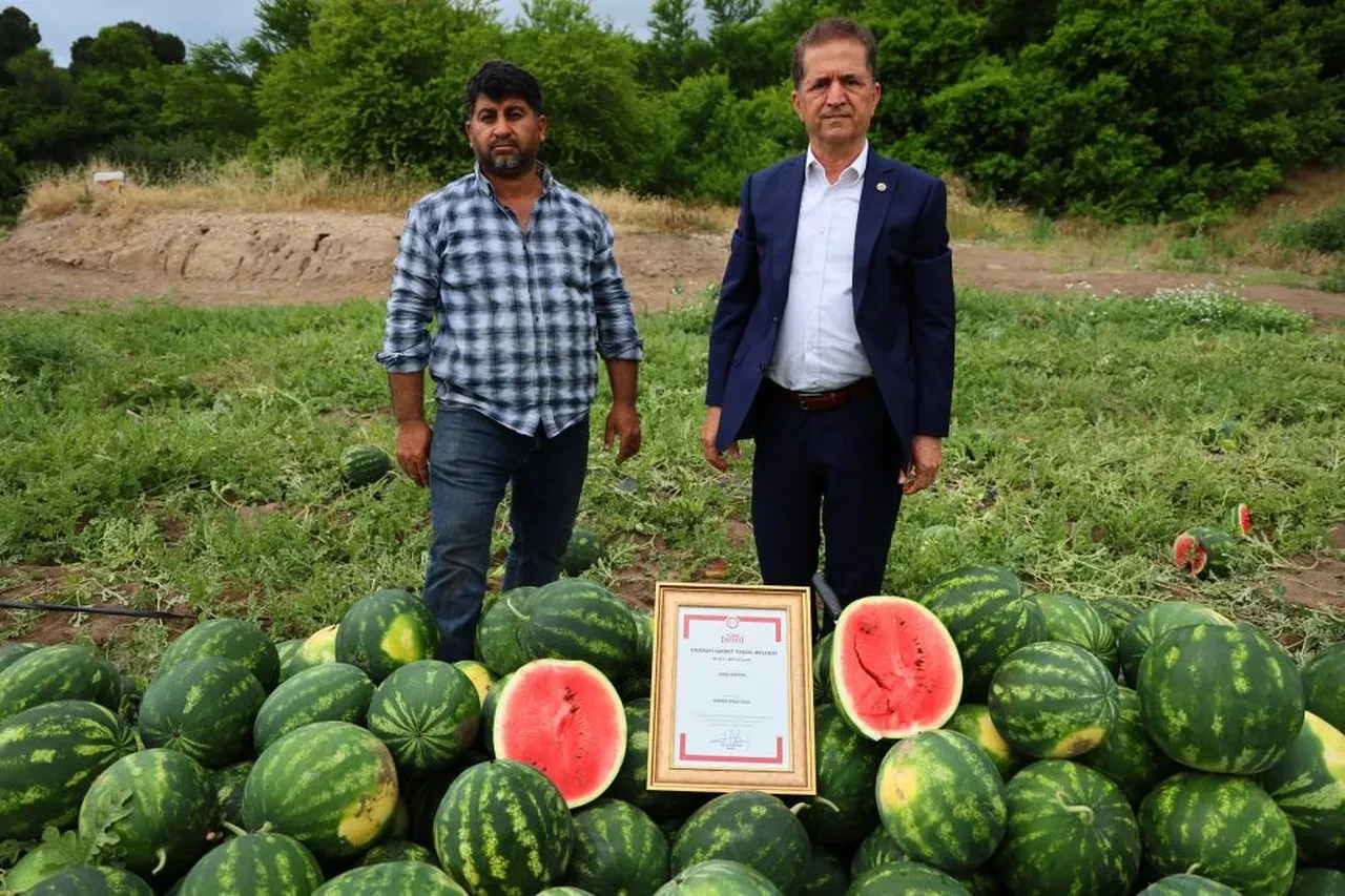 Adana'da kırmızı hasat başladı... Fiyatlar belli oldu! Eken zengin olacak