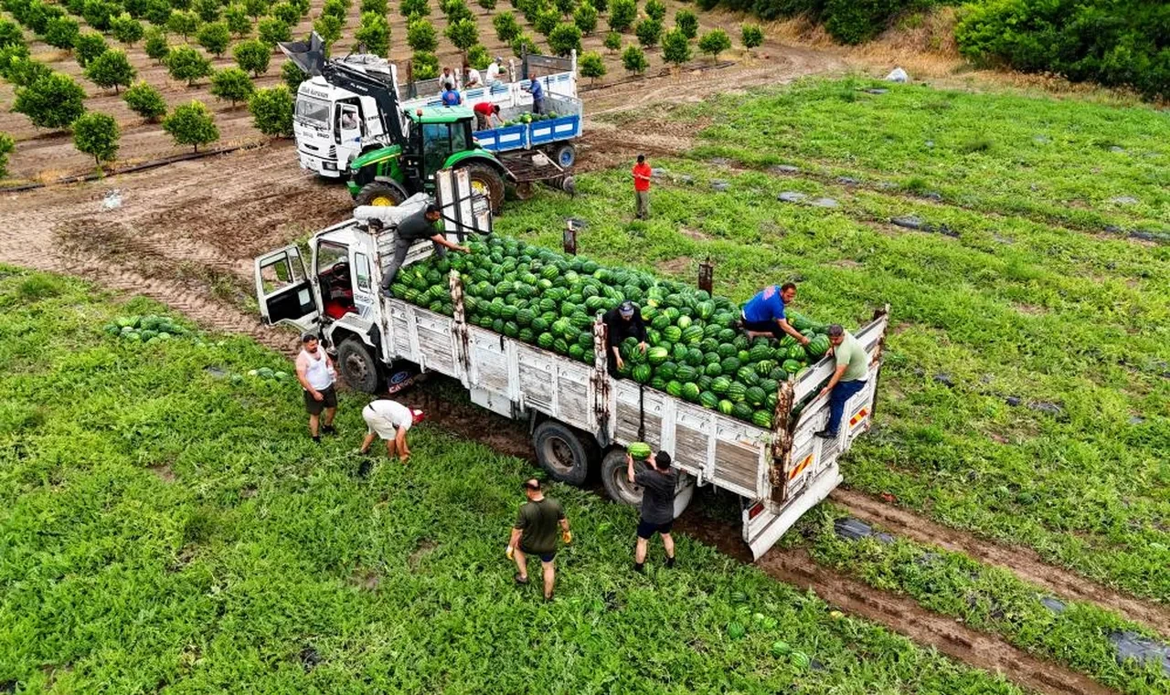 Adana'da kırmızı hasat başladı... Fiyatlar belli oldu! Eken zengin olacak