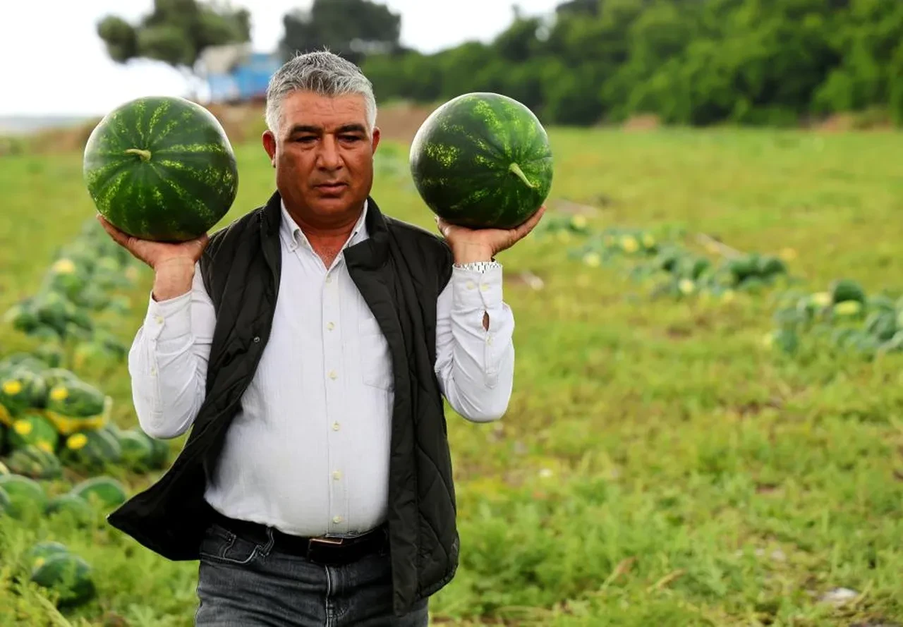 Adana'da kırmızı hasat başladı... Fiyatlar belli oldu! Eken zengin olacak