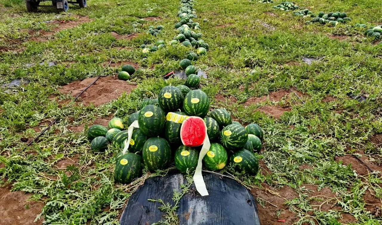 Adana'da kırmızı hasat başladı... Fiyatlar belli oldu! Eken zengin olacak