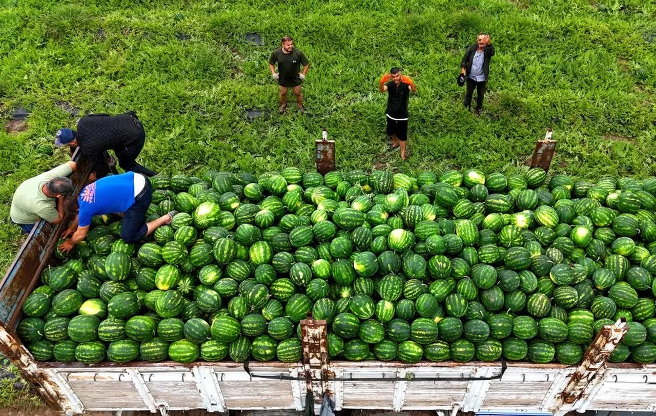 Adana'da kırmızı hasat başladı... Fiyatlar belli oldu! Eken zengin olacak