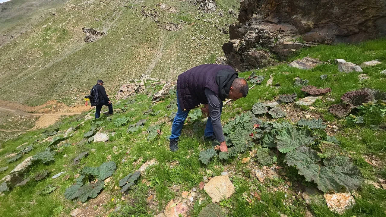 Dağ, tepe demeden kilometrelerce yürüyüp topluyorlar! Kilosu 750 liradan kapış kapış satılıyor