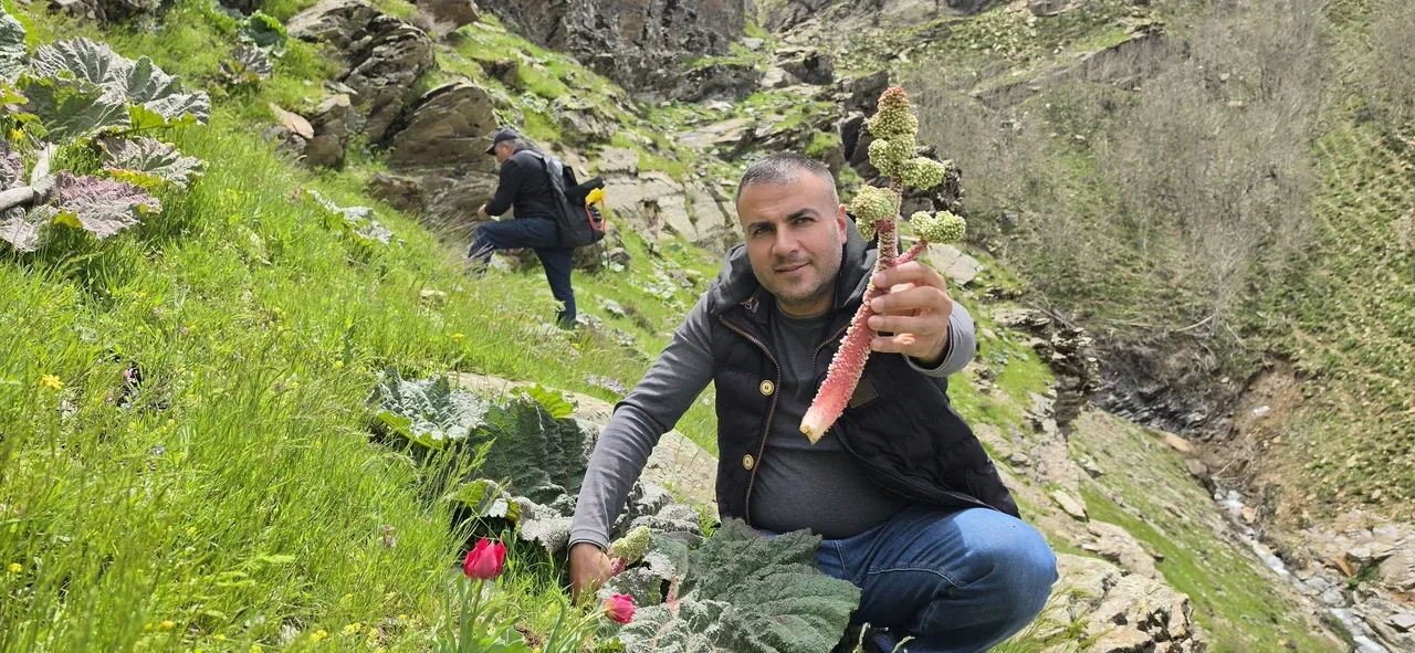 Dağ, tepe demeden kilometrelerce yürüyüp topluyorlar! Kilosu 750 liradan kapış kapış satılıyor