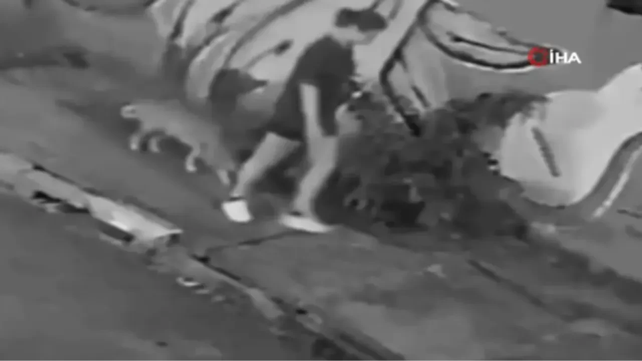 Kaldırımda yürürken kabusu yaşadı: Köpeğini gezdiren kadının kanalizasyona düşme anı kamerada!