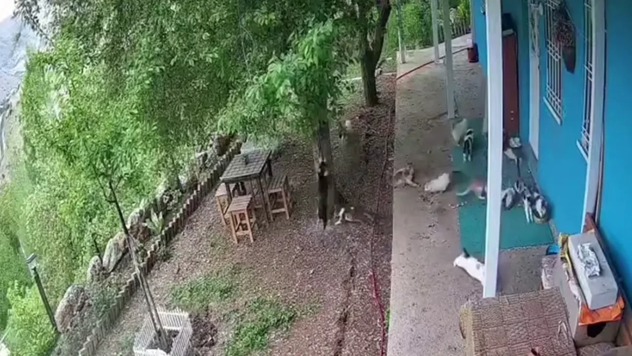 Kedilerin deprem paniği! Sarsıntı başlayınca hepsi sağa sola kaçıştı: O anlar kamerada 