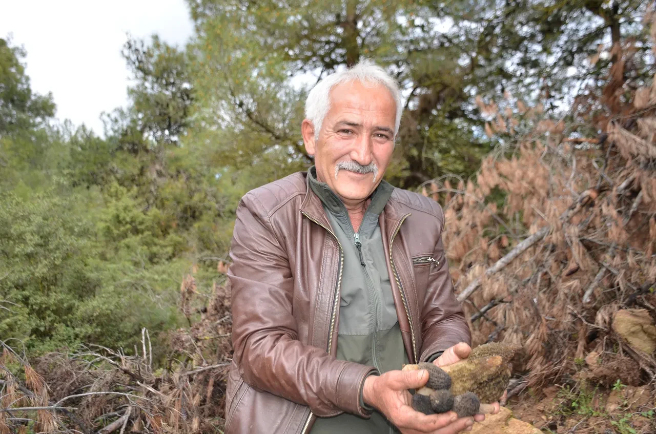 Küle dönen ormandan bereket fışkırdı: Fiyatı gram altınla yarışıyor!