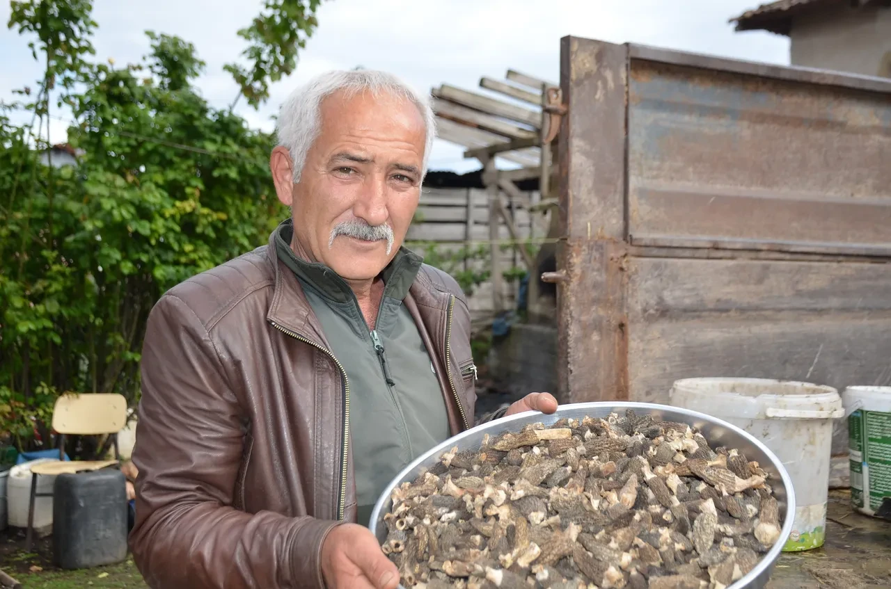 Küle dönen ormandan bereket fışkırdı: Fiyatı gram altınla yarışıyor!