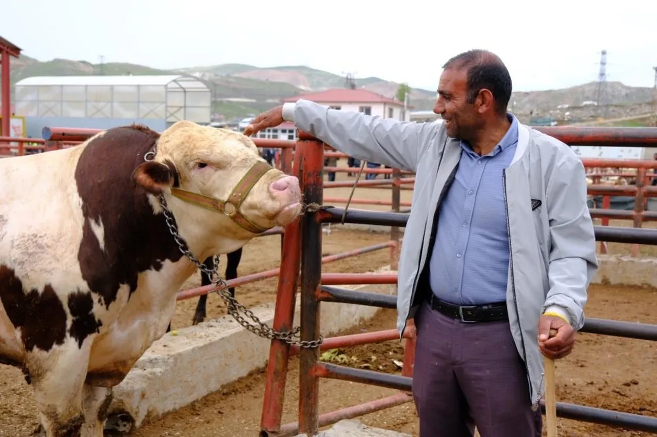 Van'da Kurban Bayramı hareketliliği! Son fiyatlar belli oldu