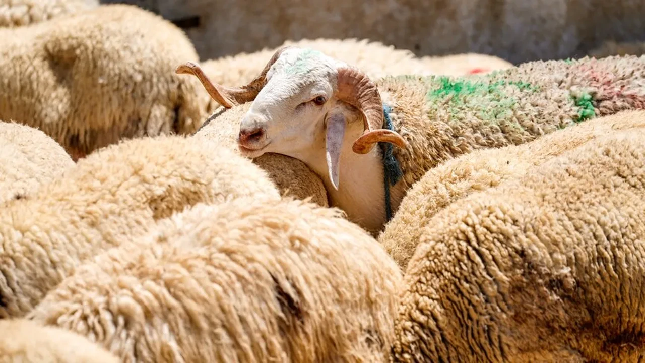 Yurt dışında kurban kesmek caiz mi?