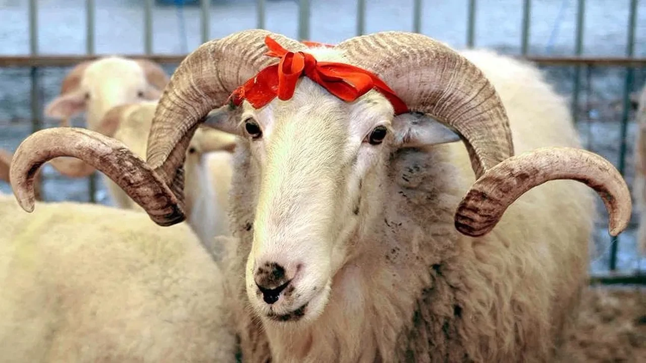 Yurt dışında kurban kesmek caiz mi?
