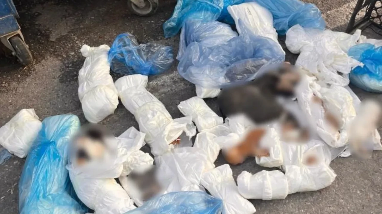 Bunu yapan insan olamaz! Hepsini tek tek poşetlemiş...