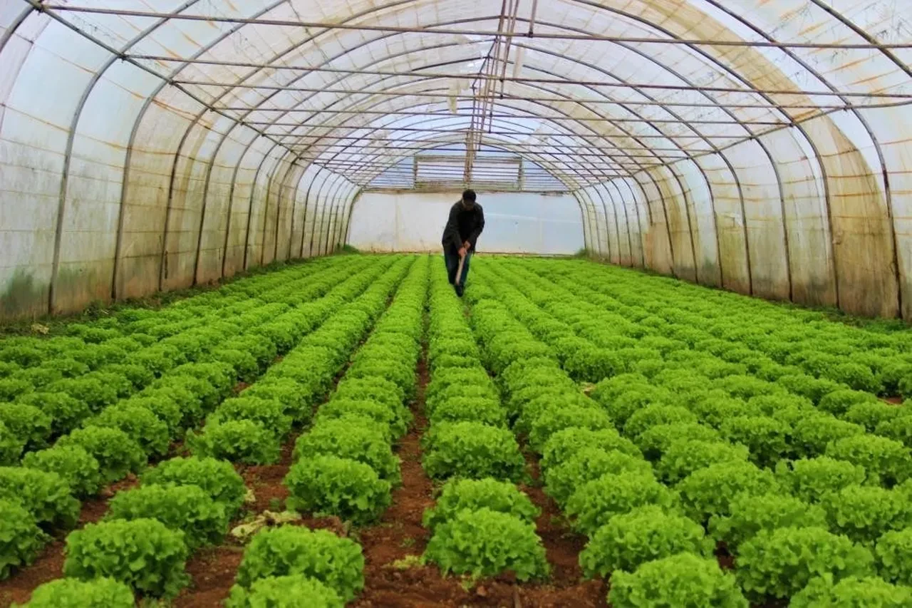 Dağ taş bu bitkiyle dolu ama kimse yüzüne bakmıyor! Toplayan köylülere servet kazandıran şifa deposu kapış kapış gidiyor