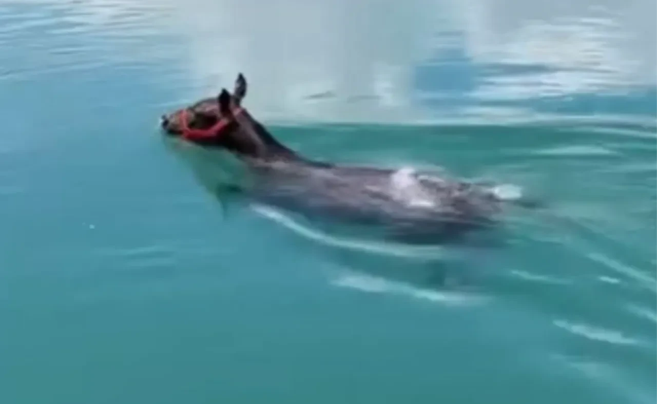 Fırat nehrinde yüzen at görenleri şaşkına çevirdi
