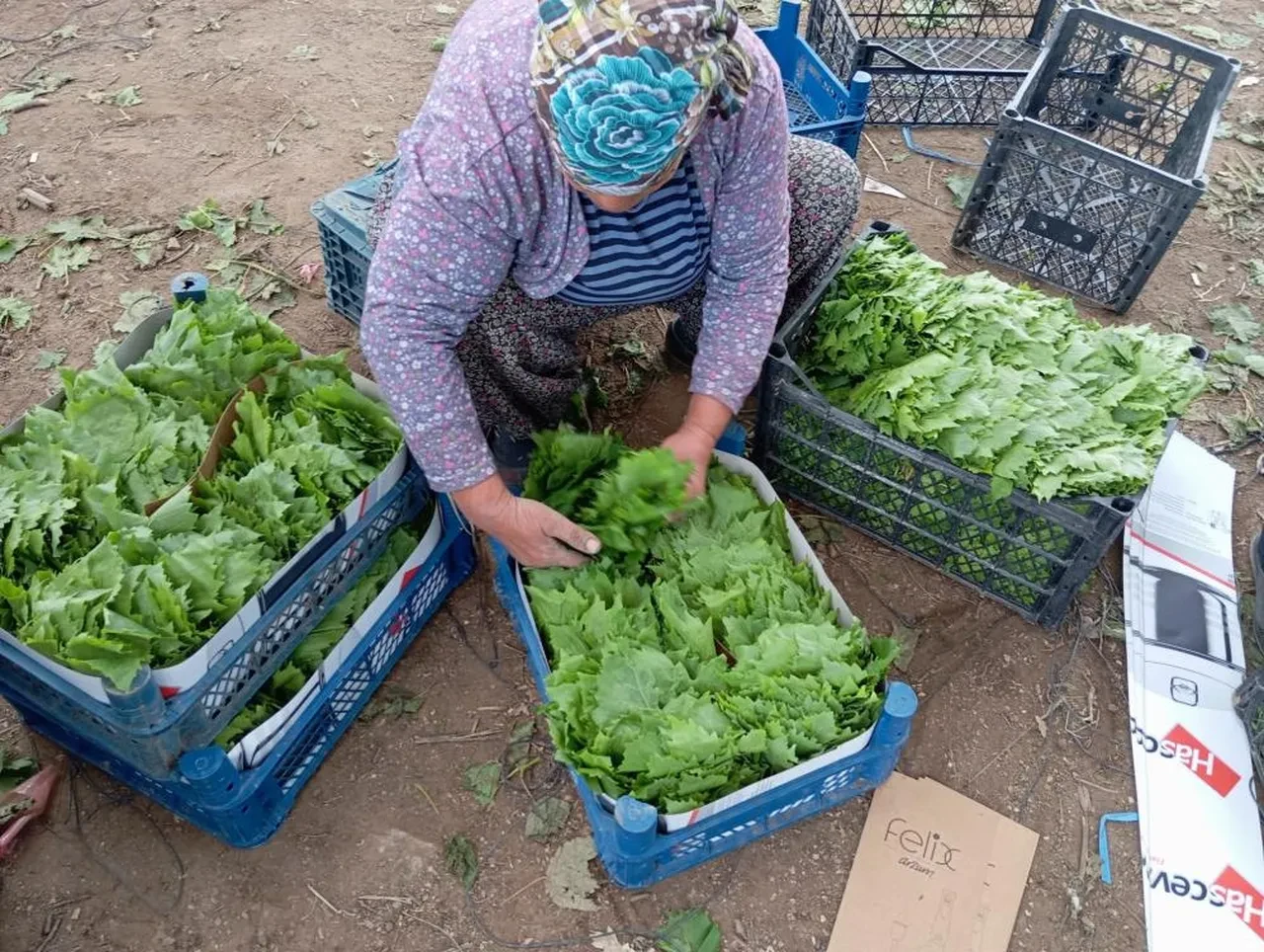 Yeşil altının fiyatı 90 lirayı buldu! Sadece nakit parayla alınabiliyor