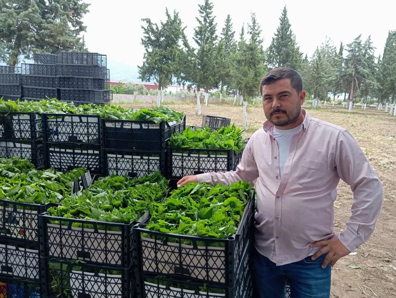 Yeşil altının fiyatı 90 lirayı buldu! Sadece nakit parayla alınabiliyor