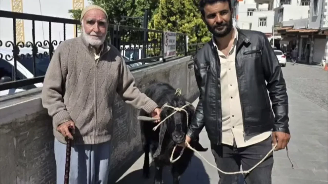 70 kiloluk dev keçi görenleri şaşırttı! Fiyatı belli oldu