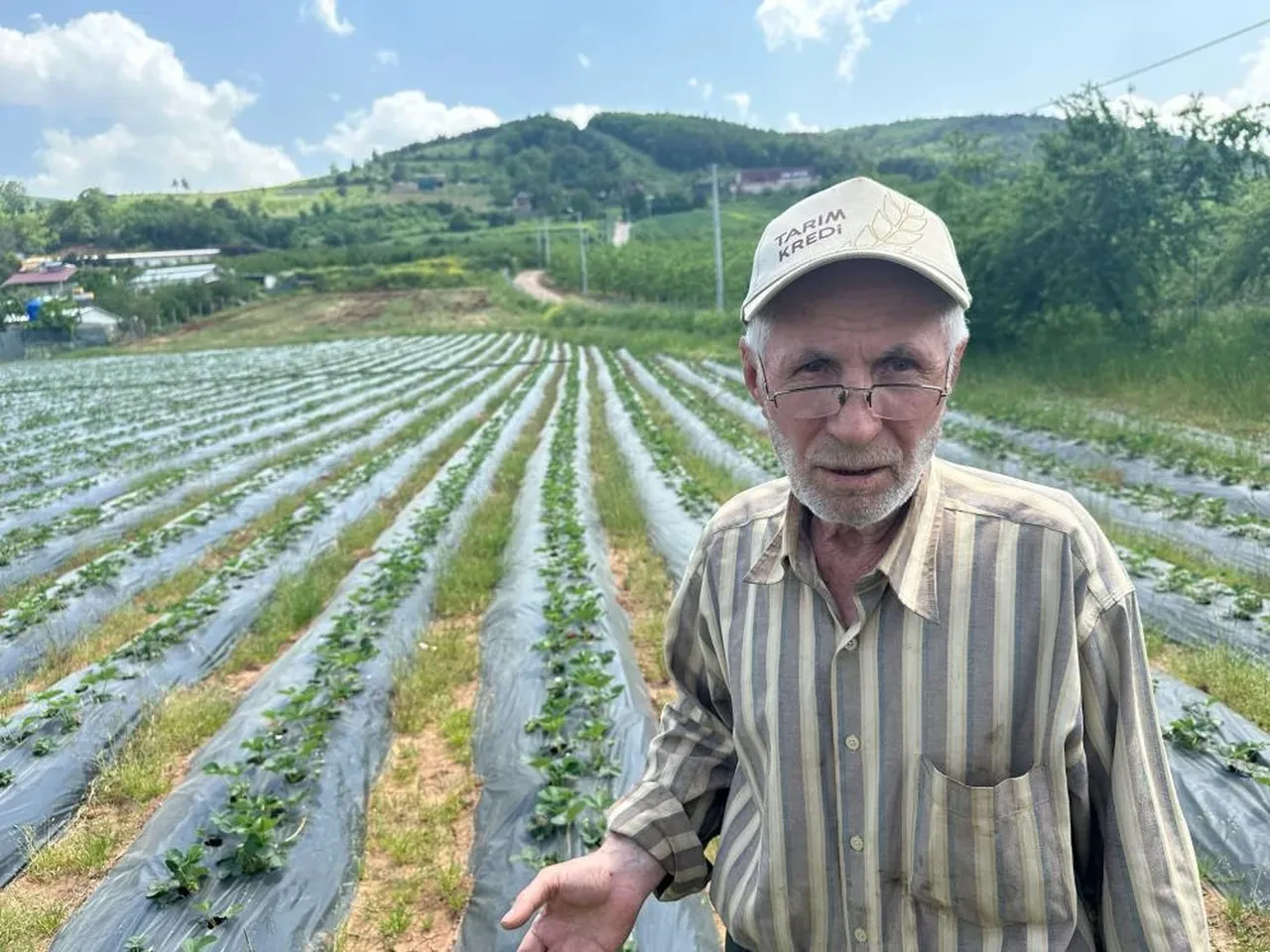 Bursa'da çilek hasadı başlıyor! Maliyetler tarla fiyatlarını uçurdu!