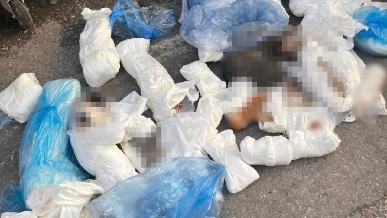 İzmir'de 33 ölü kedinin bulunduğu vahşette yeni perde: Serbest bırakılan veteriner hekim yeniden gözaltına alındı