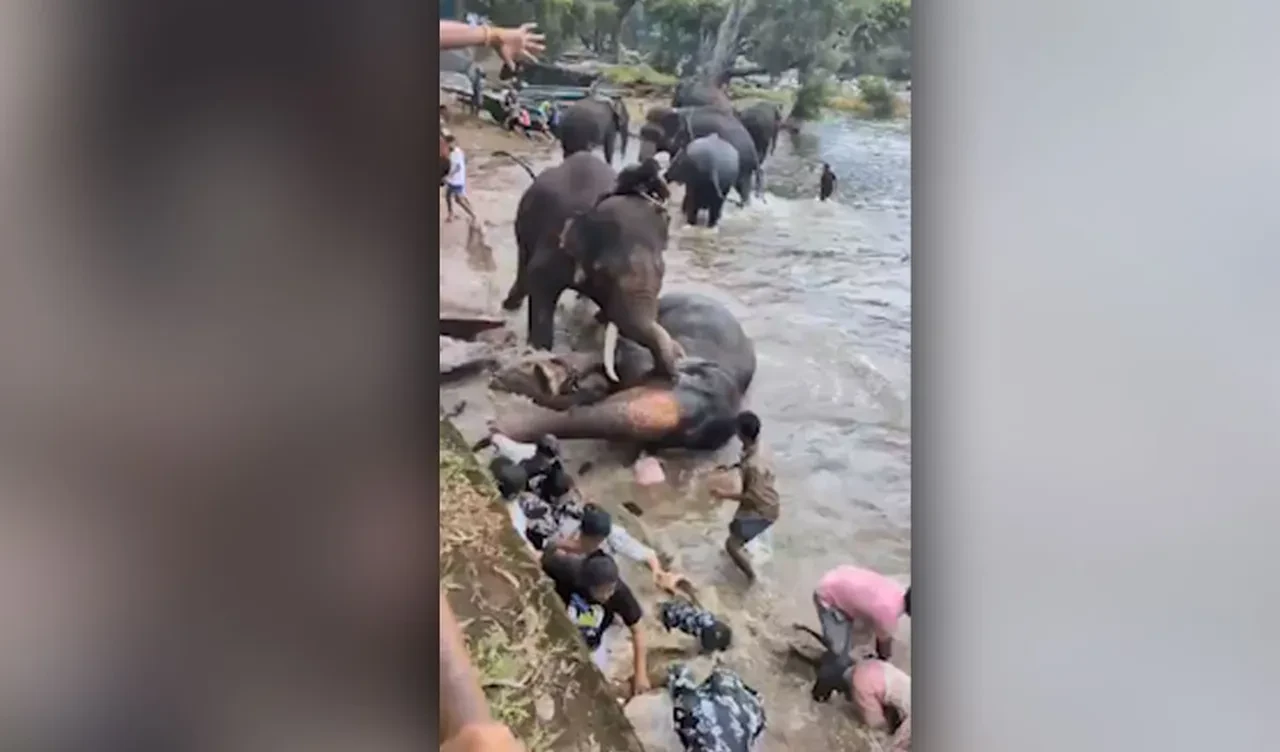 Kızını kurtardı ama eşi için zamanı kalmadı! Fil kampında hayvan dehşeti