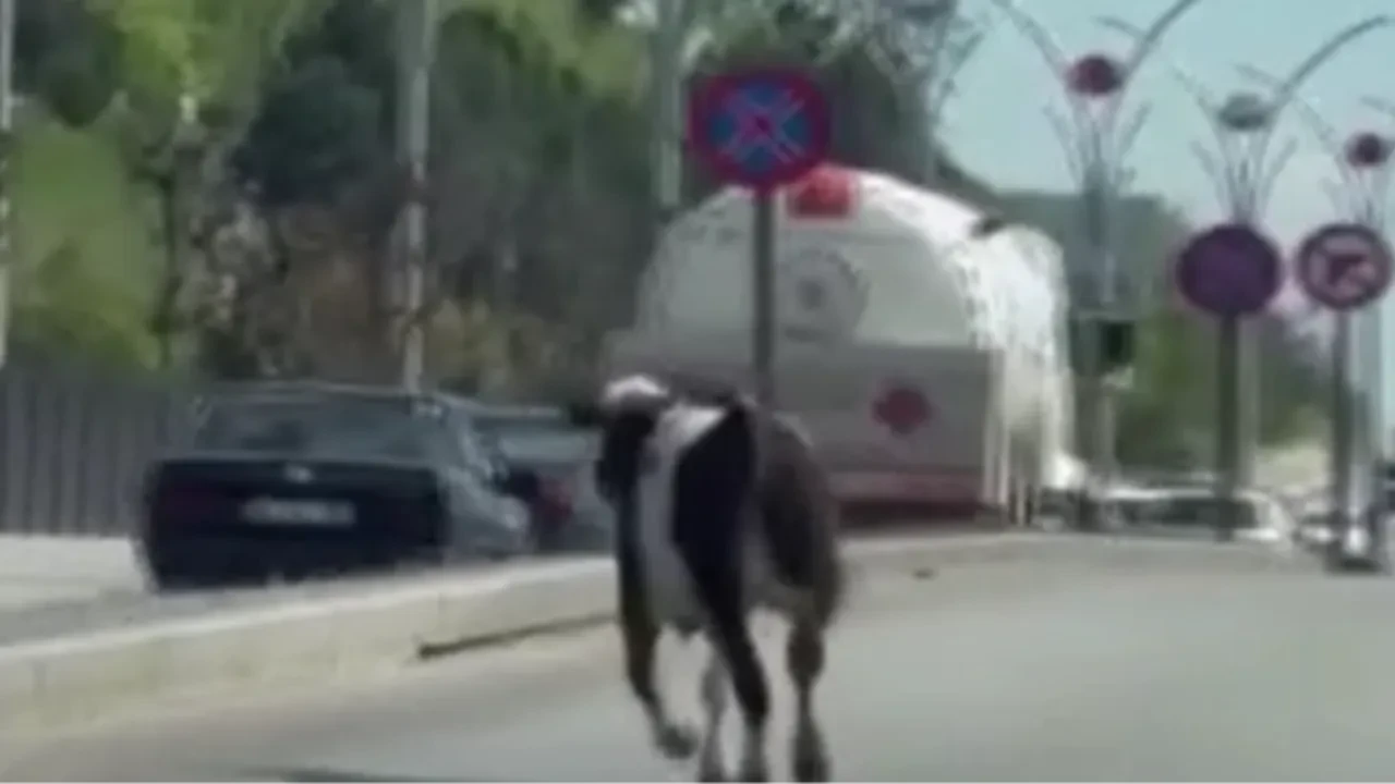 Ankara