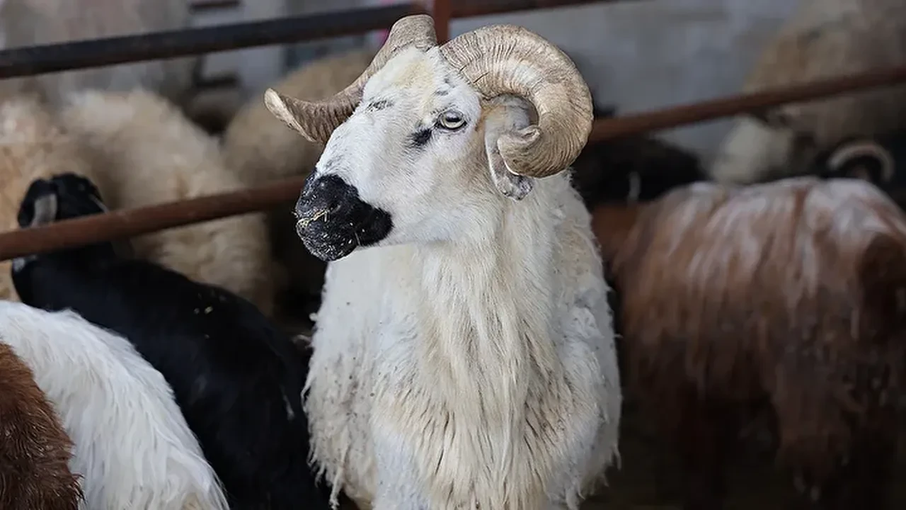 Kurbanda vekalet verilirken ne denir vekalet nasıl verilir?