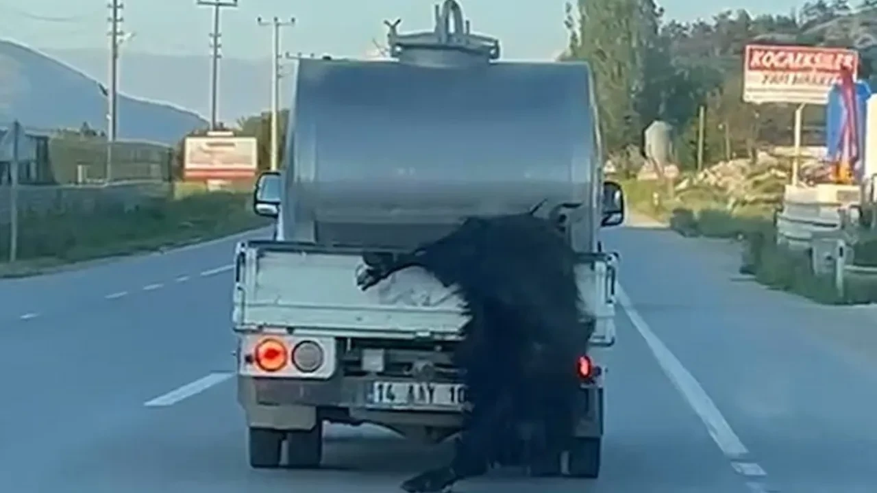 Kurbanlığı araçtan sarkıtarak götürmüştü: Cezasını buldu
